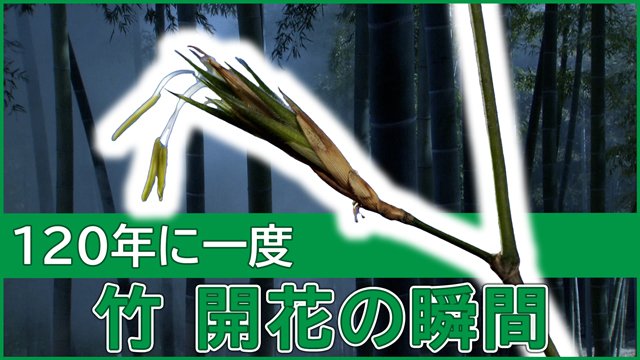 １２０年に一度開花！　珍しい竹の花の謎 | NHKラーニング